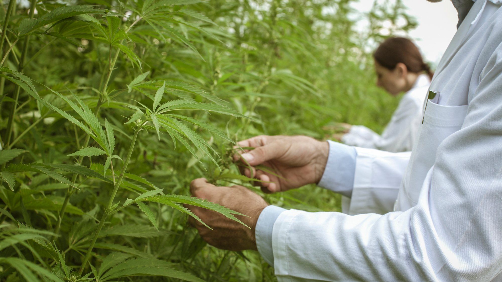 People analyzing cannabis plants regarding the Organigram class action lawsuit alleging tainted cannabis