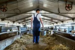 Dairy farmer with cows regarding the Dairy Farmers of Canada still waiting for compensation from the government 