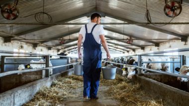 Dairy farmer with cows regarding the Dairy Farmers of Canada still waiting for compensation from the government