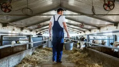 Dairy farmer with cows regarding the Dairy Farmers of Canada still waiting for compensation from the government