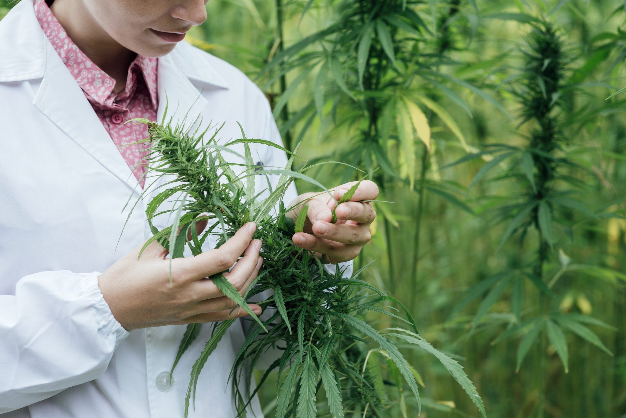 Person examining marijuana plant regarding the Organigram class action lawsuit
