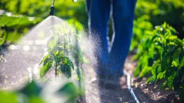 Person spraying herbicides regarding information on the ingredients in ROundup