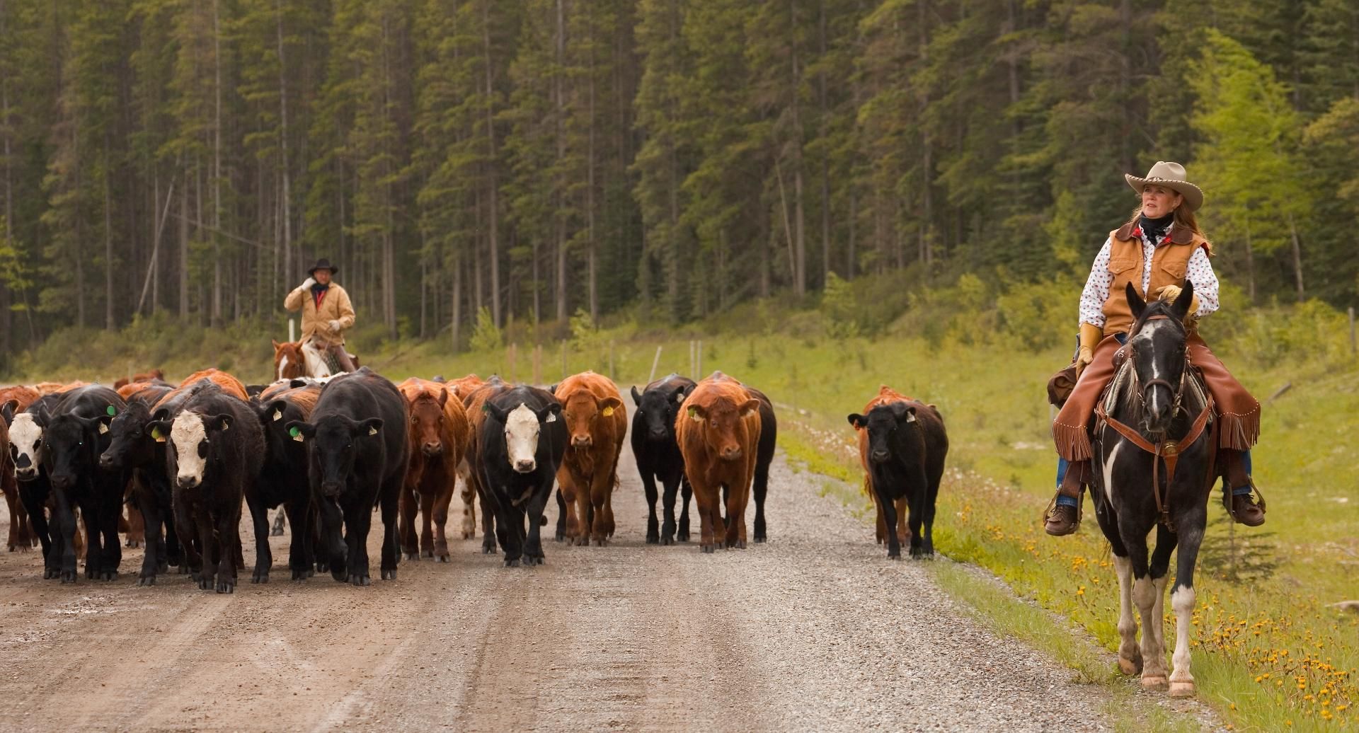 Canadian ranchers and dairy farmers see a trial date in class action over BSE outbreak