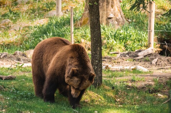 Brown grizzly bear on green grass.
