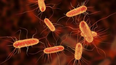 Photo of E. Coli microorganisms underneath a microscope.