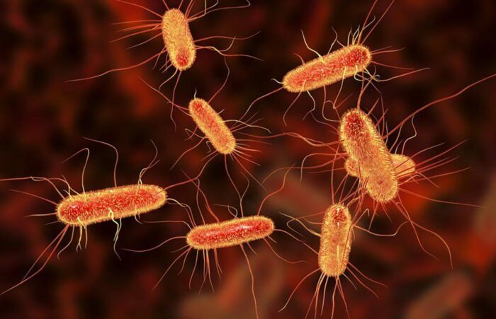 Photo of E. Coli microorganisms underneath a microscope.