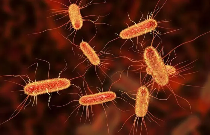 Photo of E. Coli microorganisms underneath a microscope.