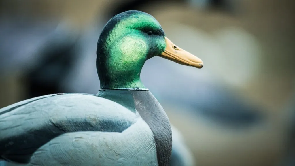 Water fowl decoy close up