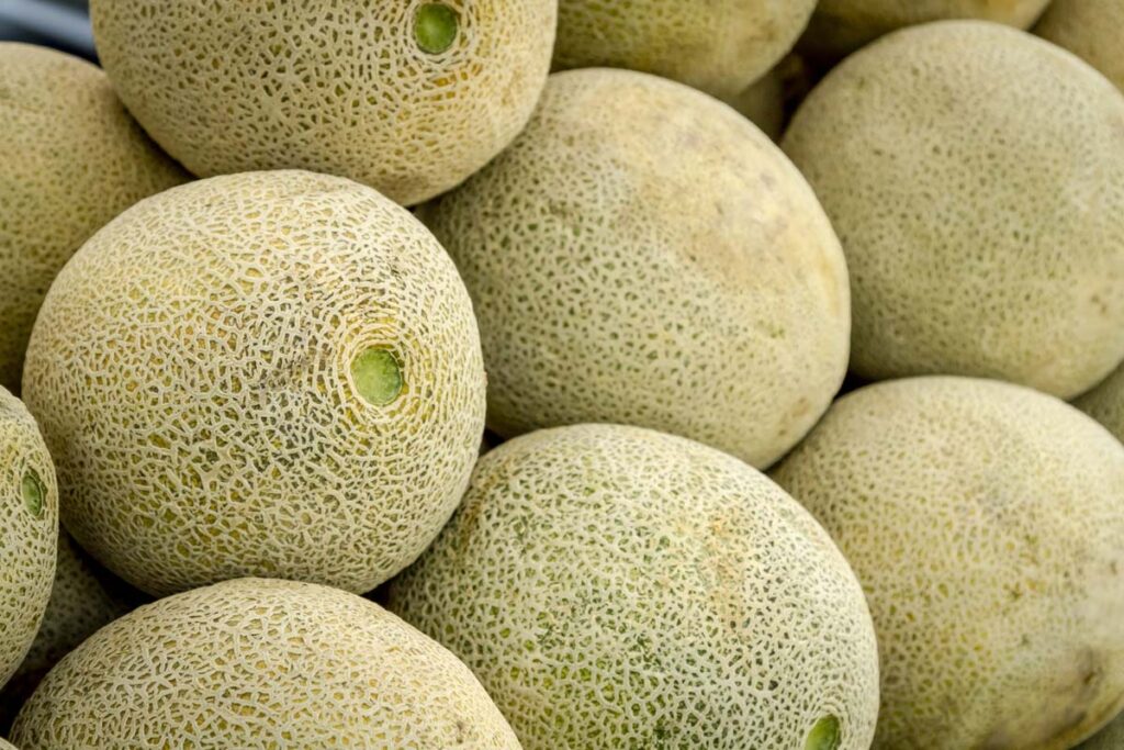 Close up of cantaloupe melons, representing the cantaloupe recall.