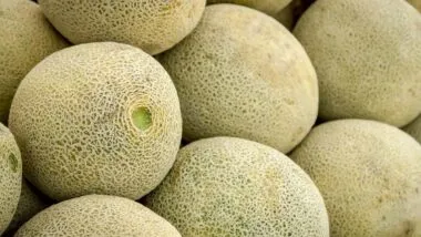 Close up of cantaloupe melons, representing the cantaloupe recall.