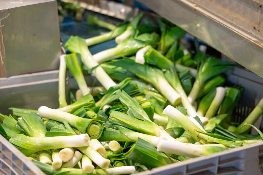 Close up of green onions, representing the green onions recall.