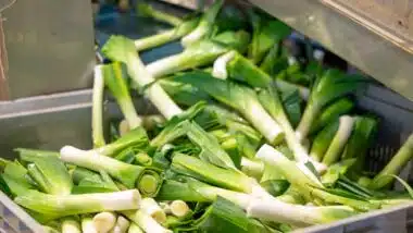 Close up of green onions, representing the green onions recall.