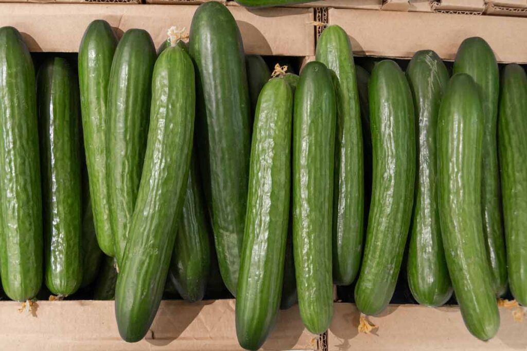 Close up of cucumbers, representing the cucumber recall.